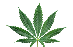 Legalizar el cannabis: 3.000 millones a las arcas del Estado