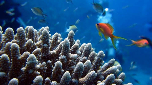 Arrecife de coral en el Mar Rojo.