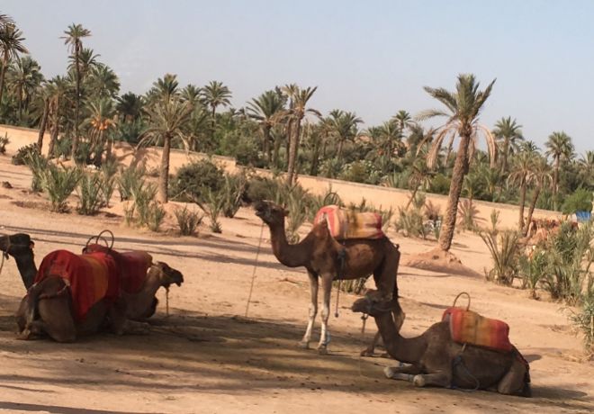 Camellos en el Palmeral.