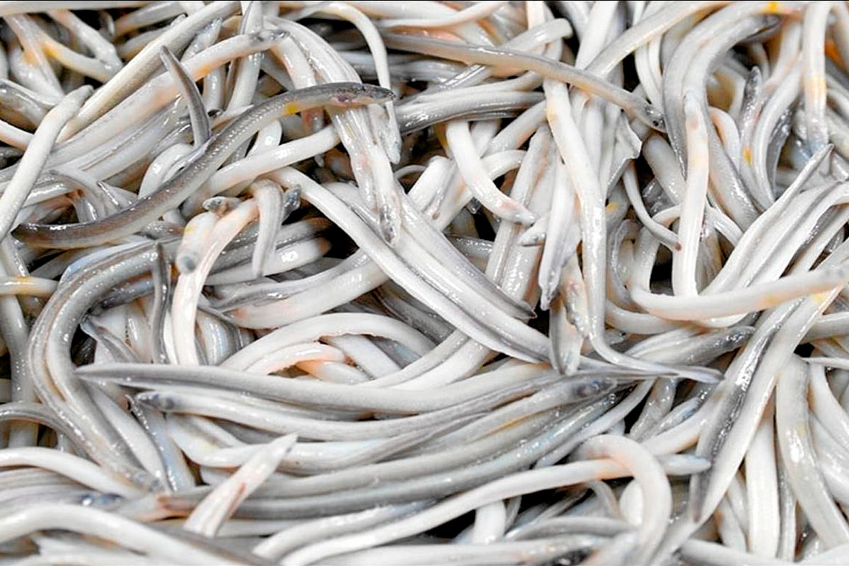 Las angulas son los alevines de la anguila y son uno de los productos ms apreciados de la gastronoma espaola.