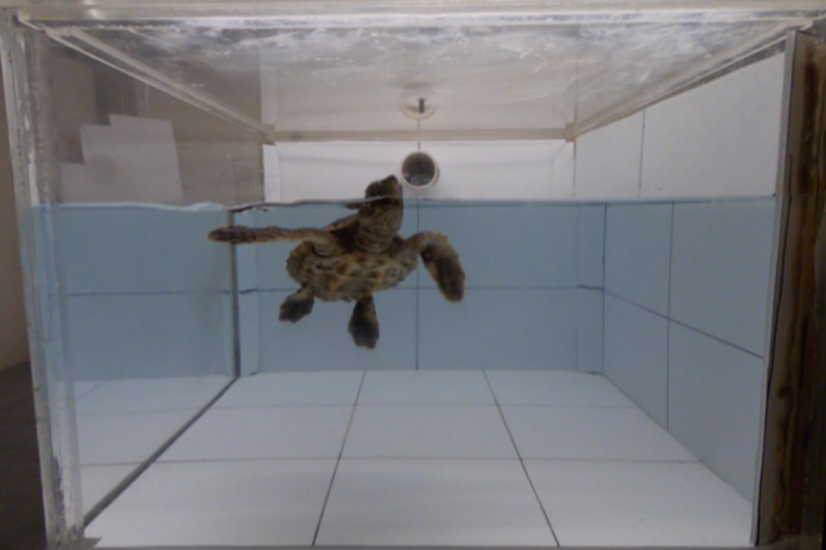 Una de las tortugas durante el experimento