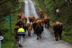 Un ganadero traslada su ganado a la montaa en Rubalcaba, Cantabria.