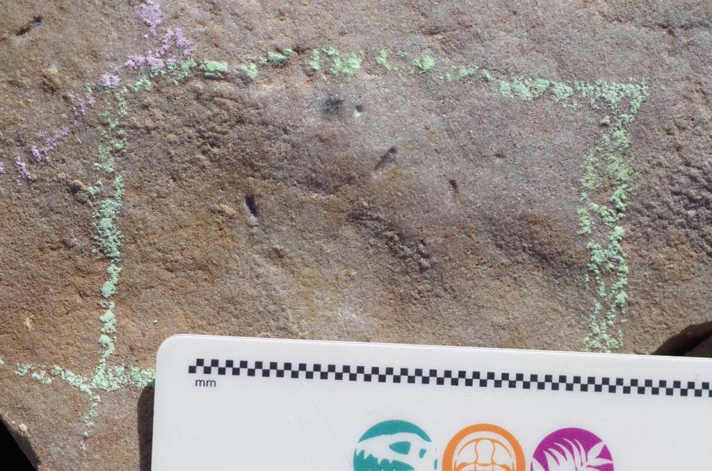 Imagen del fsil de gusano hallado en Australia.