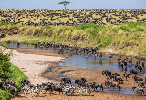 En otoo, cebras, us y gacelas cruzan del Massai Mara al Serengueti.