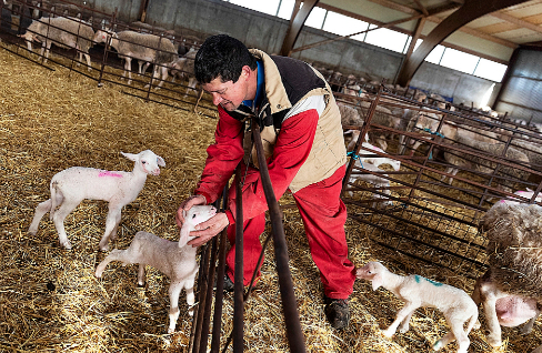 Fabin, un ganadero, el pasado martes, en una explotacin de corderos lechales de Macotera (Salamanca).