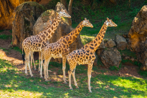 Cuatro jirafas del Parque de la Naturaleza de Cabárceno se refugian en la sobra.