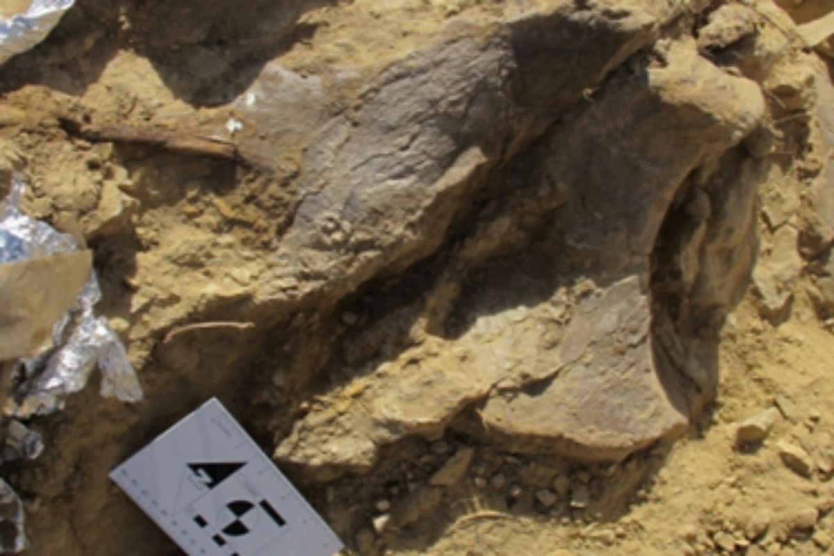 Una vértebra del dinosaurio en el yacimiento de Riodeva.