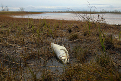 Un pez muerto en el ro Ambarnaya.
