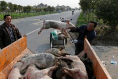 Un trabajador chino carga cerdos muertos en una camioneta.