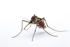 As es el repelente ms efectivo, seguro y barato contra los mosquitos