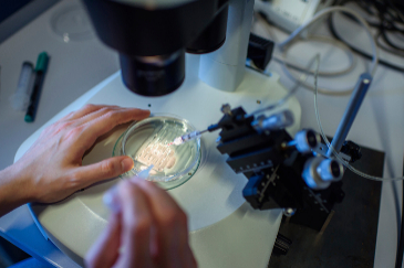 Un investigador observa un proceso CRISPR / Cas9 en una placa de Petri en Berlnn.