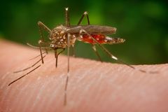 Una infeccin que podra haber sido transmitida por mosquitos provoca 16 hospitalizaciones
