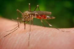 Qu es la meningoencefalitis vrica asociada a mosquitos? Consejos para evitarla