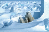 Osos polares en el Refugio Nacional de Vida Silvestre del rtico, en Alaska.