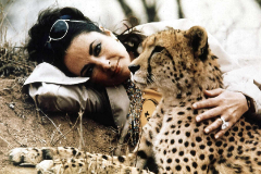 Elizabeth Taylor acaricia un leopardo con la mano en la que lleva el diamante Krupp.