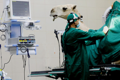 Preparando un camello para ser operado.