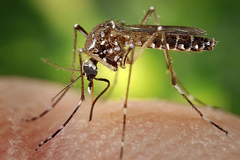 Un mosquito del gnero Aedes
