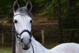 Lisanne, con el caballo Adham, ya recuperado en Holanda.