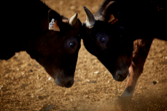 As se cran wagyus, las vacas ms exclusivas del mundo, en un pueblo de Burgos