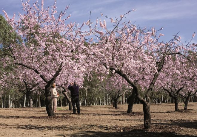 Quinta de Los Molinos durante la floracin de los almendros.