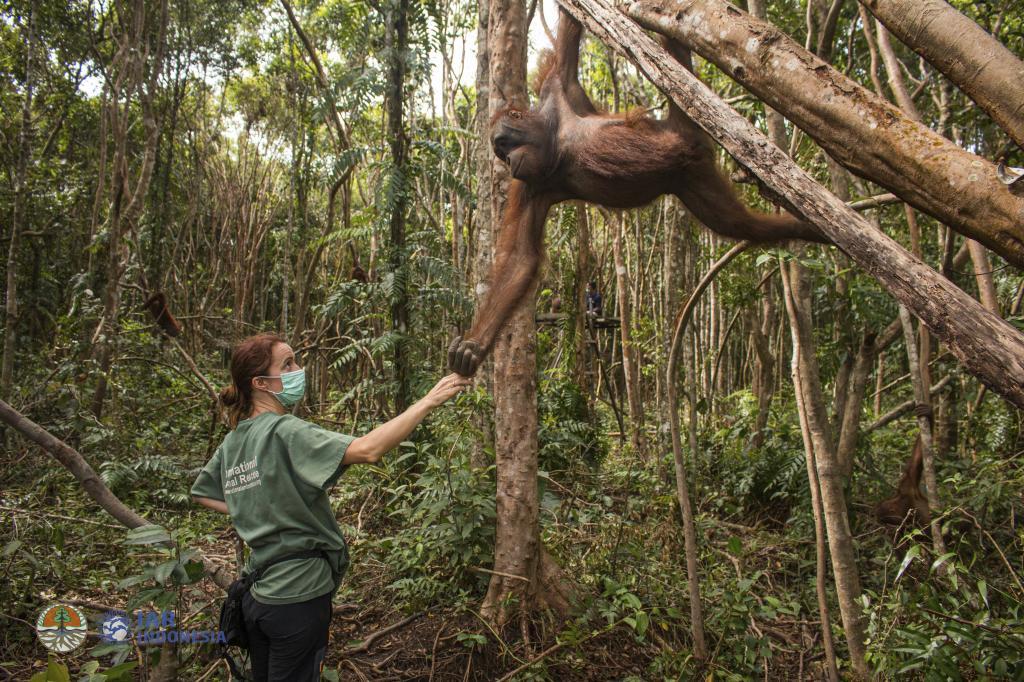 Proyecto de la proteccin de los orangutanes de Borneo