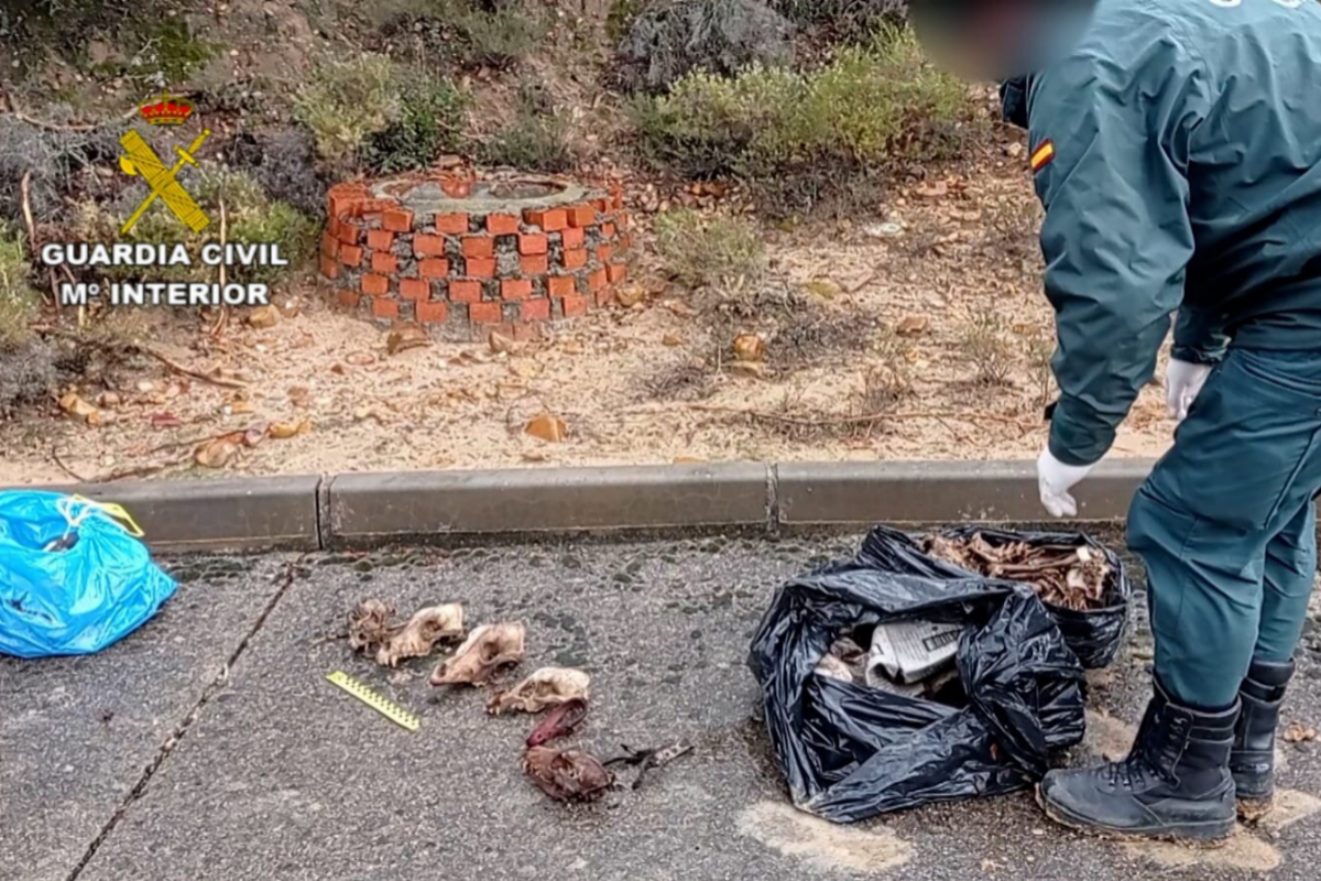 Detalle de los restos de perros encontrados por la Guardia Civil en una alcantarilla.