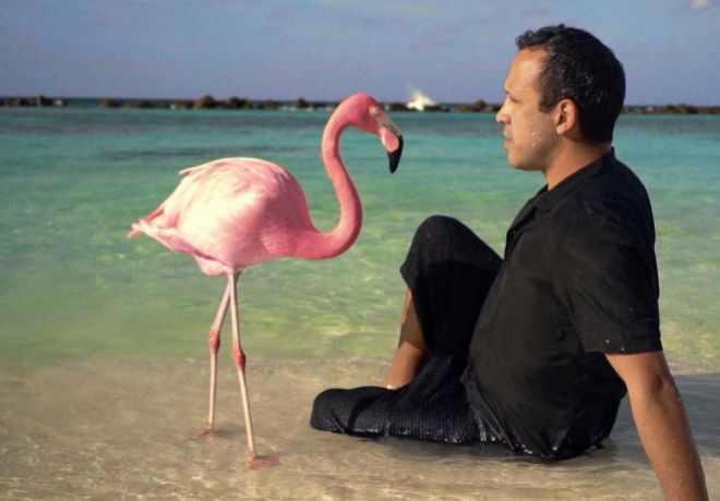 No hay manera de clasificar a 'The Mistery of the Pink Flamingo'-