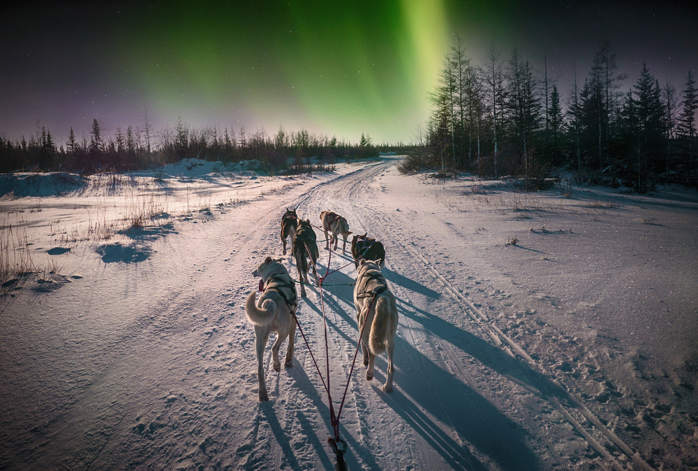 Trineo de huskies tras una aurora boreal en Canad.