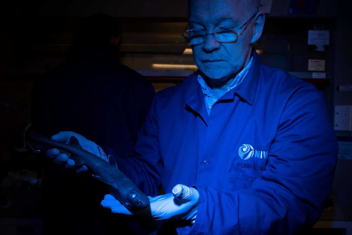 Imagen cedida sin fechar del investigador Jérôme Mallefet mientras sostiene un ejemplar de tiburón carocho (dalatias licha). Jérôme Mallefet es autor principal del estudio publicado este martes en la revista científica Fronteras de las Ciencias Marinas en el que se confirma por primera vez la existencia de tiburones bioluminiscentes en Nueva Zelanda.