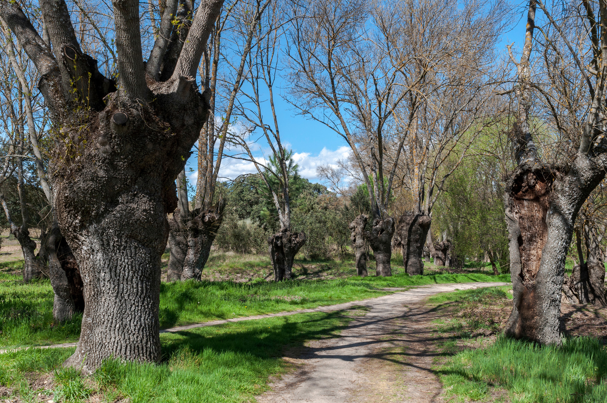 Sendero por la ribera del Manzanares en El Pardo (Madrid).