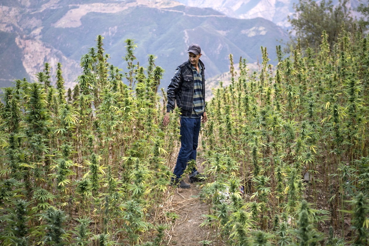 Campo de cannabis en Ketama (Marruecos).
