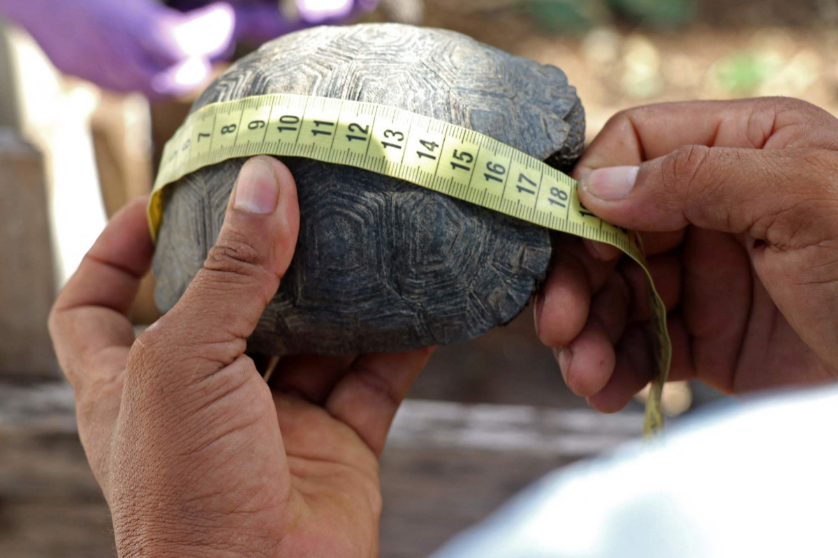 Algunas de las 185 tortugas bebs incautadas en el aeropuerto de Baltra, Galpagos.