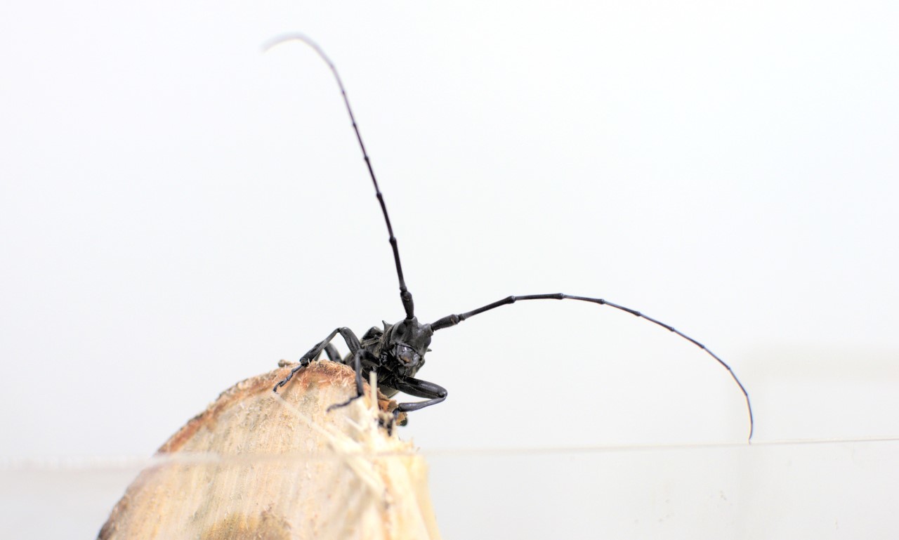 El escarabajo asitico 'Anoplophora glabripennis' daa a muchas especies de rboles y se ha extendido por Amrica del Norte y Europa