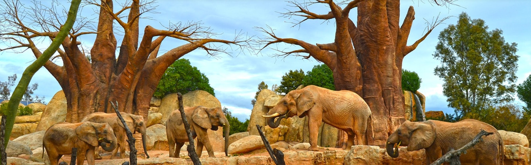 Elefantes del Bioparc de Valencia.