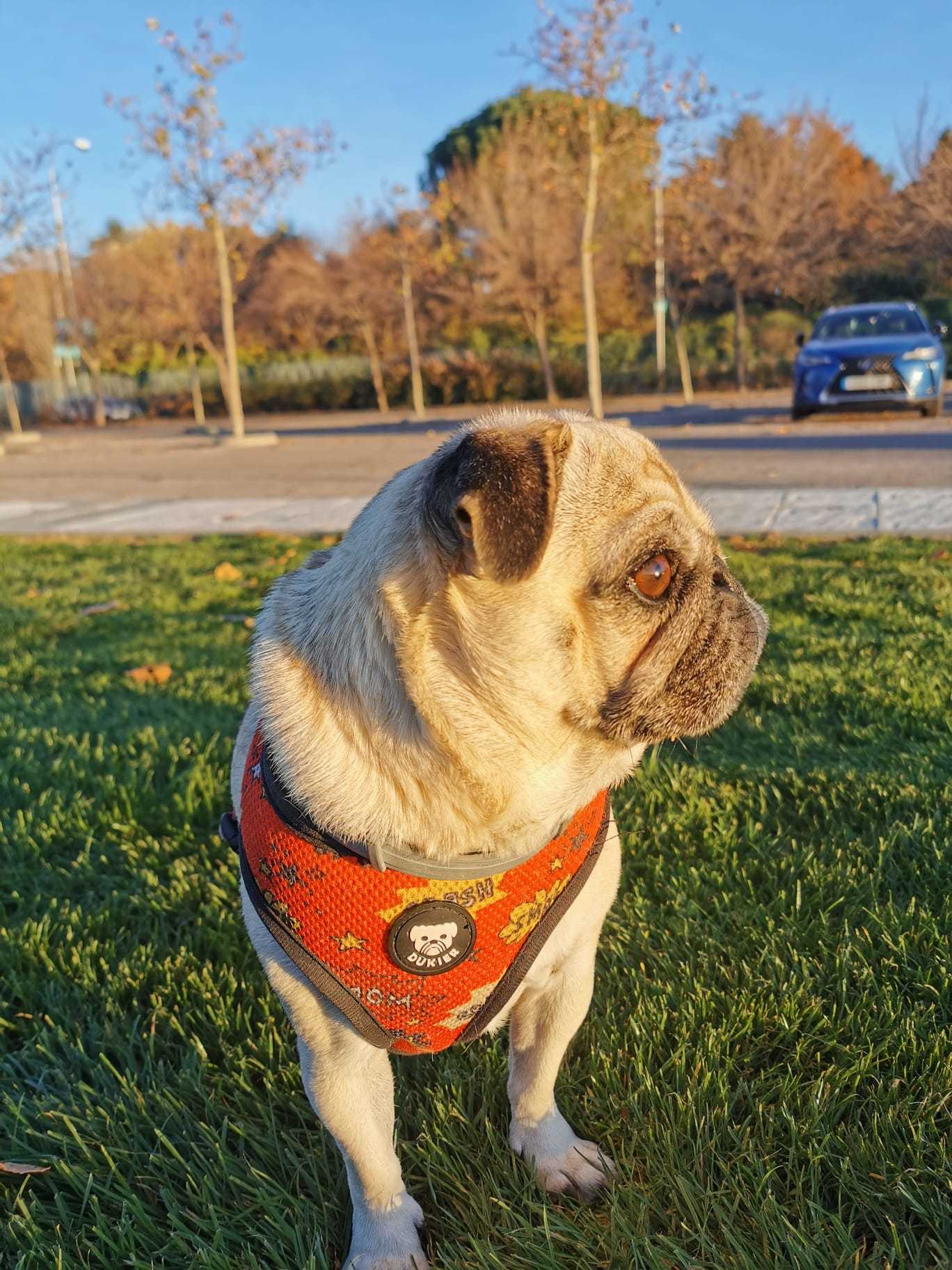 Una perra de raza carlina en un parque.