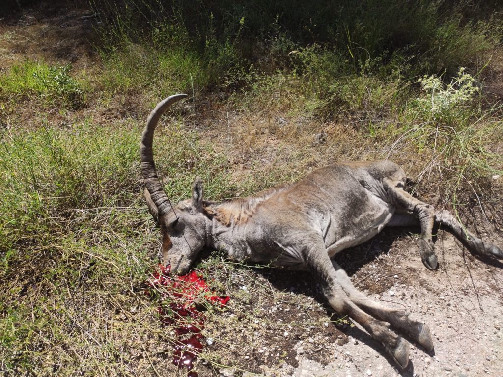 Una cabra afectada por sarna en Granada