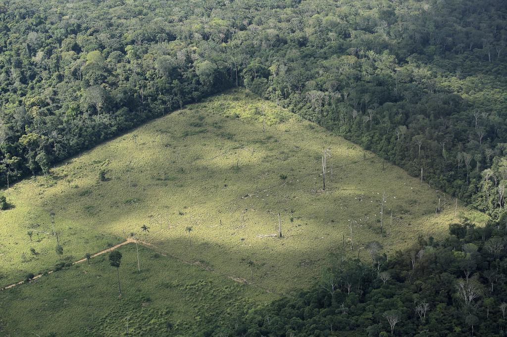Parcela de cultivo de soja dentro del Amazonas.