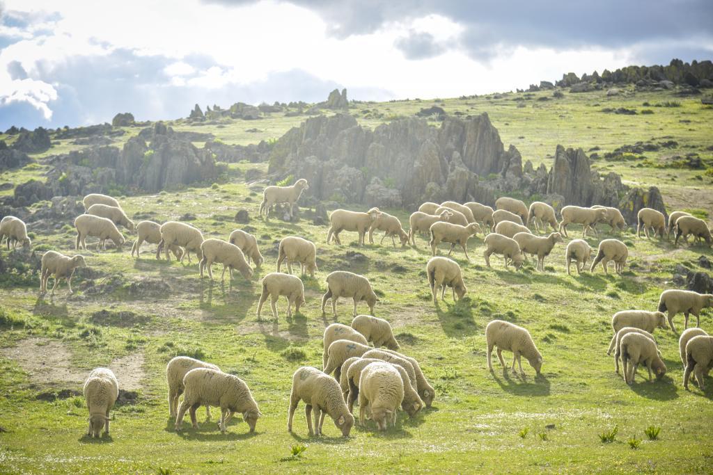 Un rebao de ovehas en Extremadura.