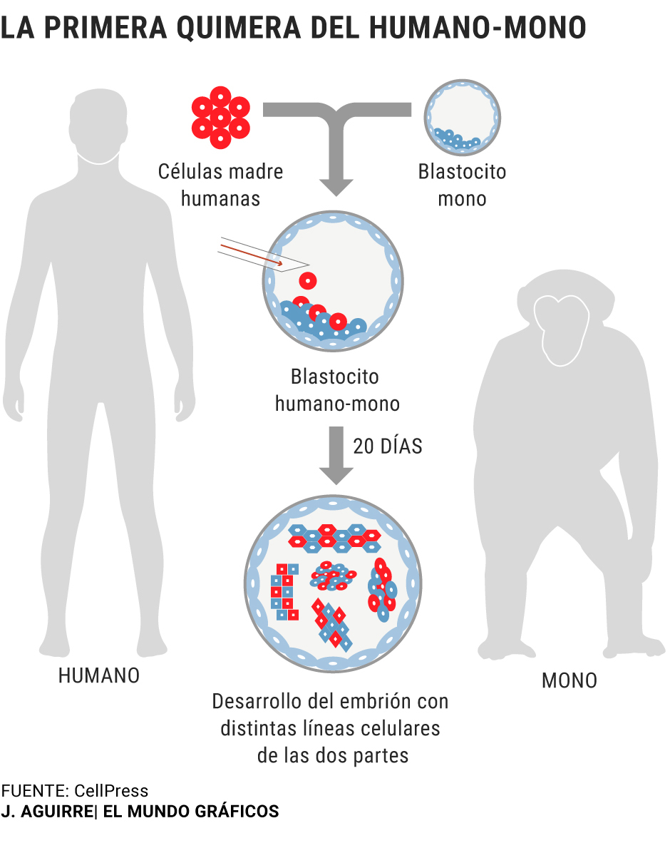 Embriones de hombre y mono 16184890375193