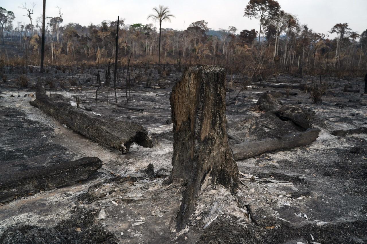 rboles calcinados en Novo Progresso, en la Amazona, en 2019.
