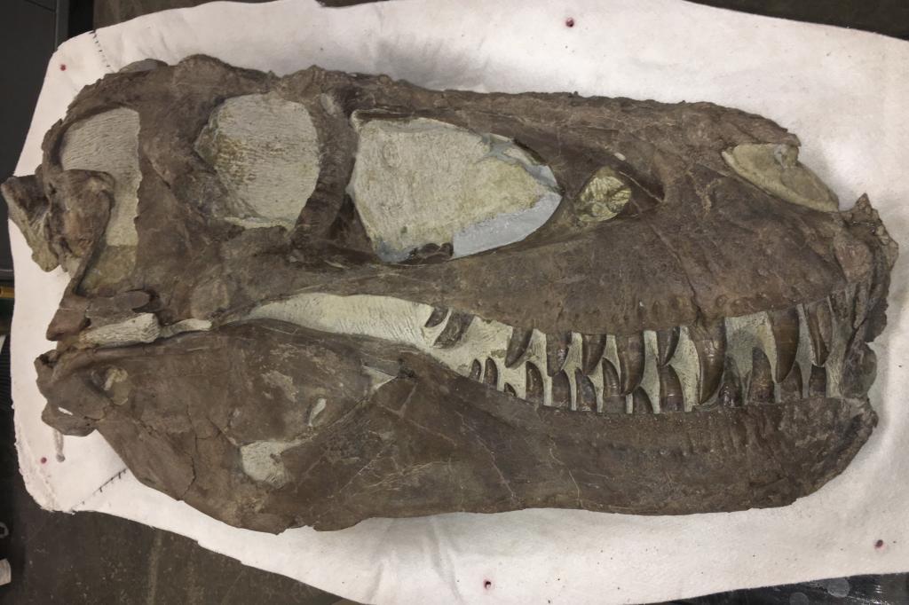 Cráneo de un tiranosaurio encontrado en el Monumento Nacional Grand Staircase-Escalante de Utah, en EEUU: