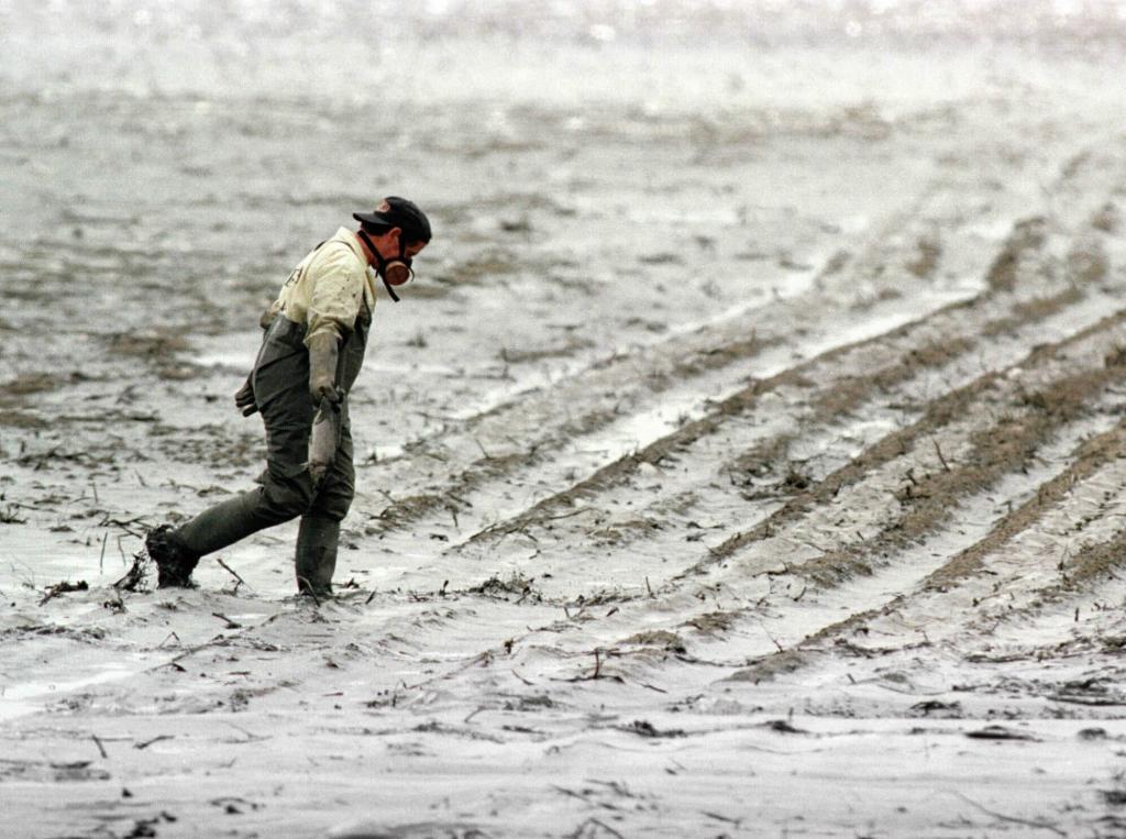 Un operario de Medio Ambiente protegido con guantes mascarilla y botas, recoge peces muertos en un campo de cultivo próximo a Doñana, tras el vertido tóxico de las Minas de Aznalcóllar.