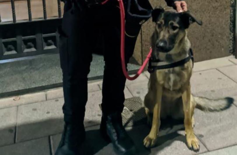 Un agente de la Polica Nacional con la perra maltratada