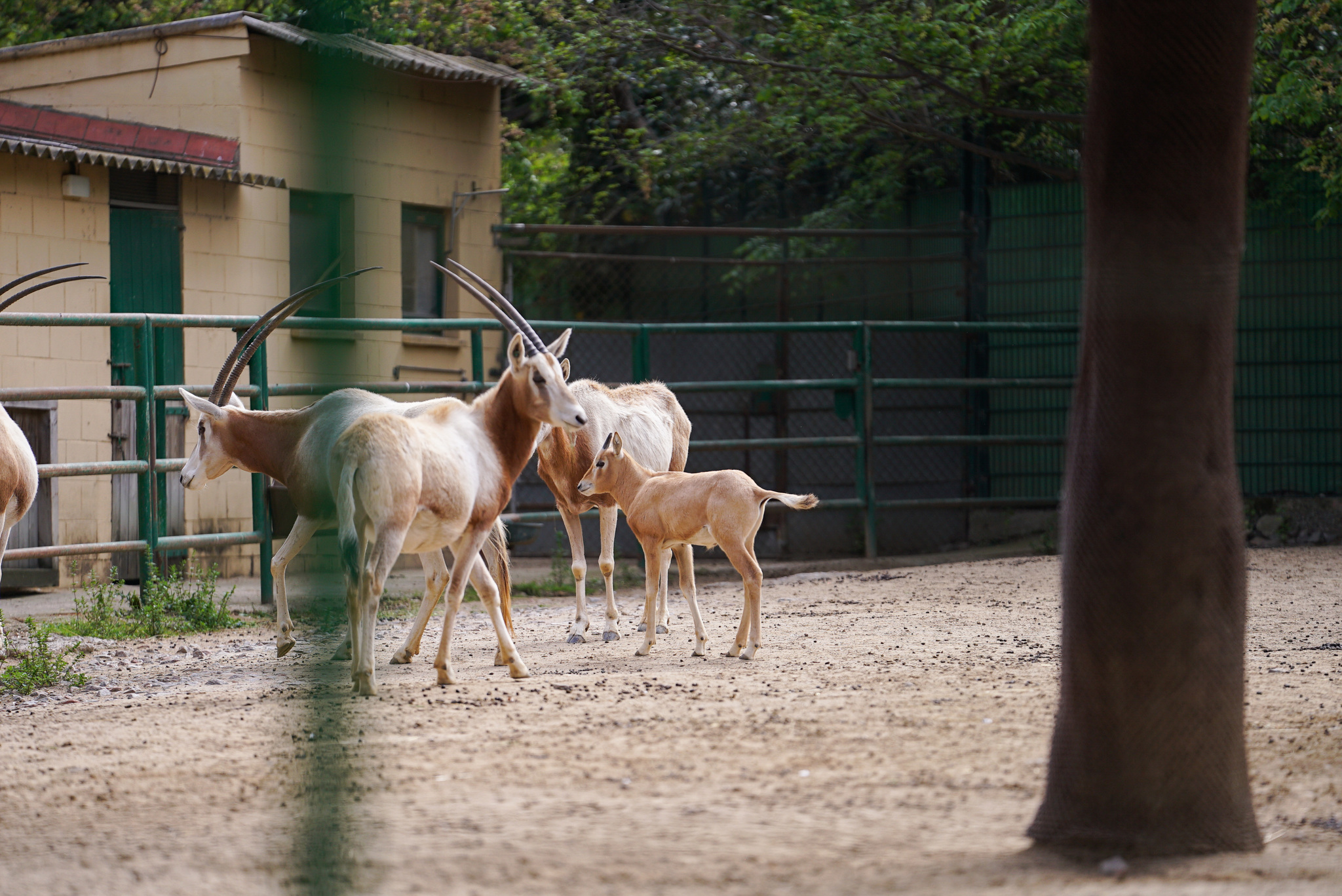 Imagen de los oryx