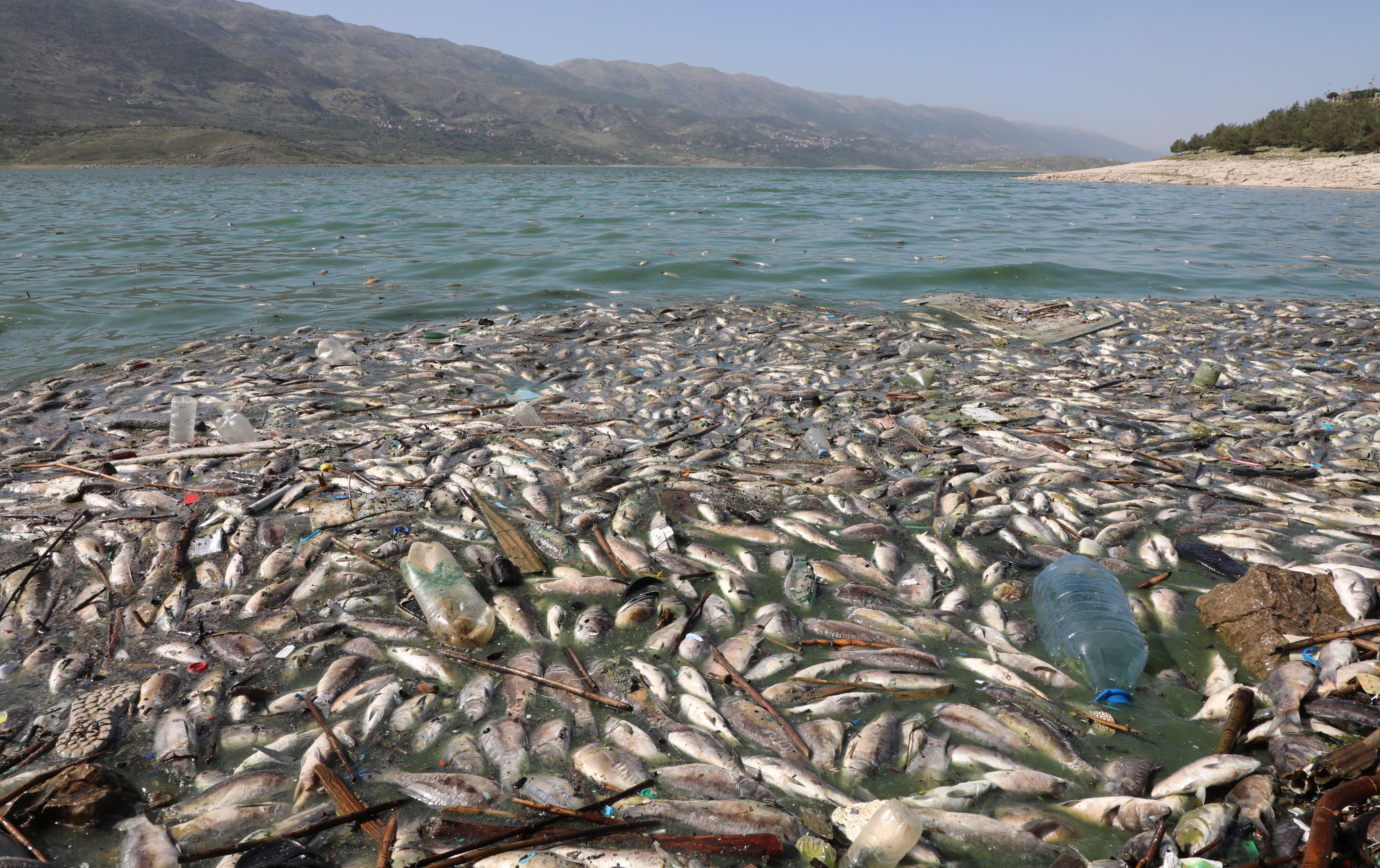 Peces muertos flotando en el lago Qaraoun, en Lbano.