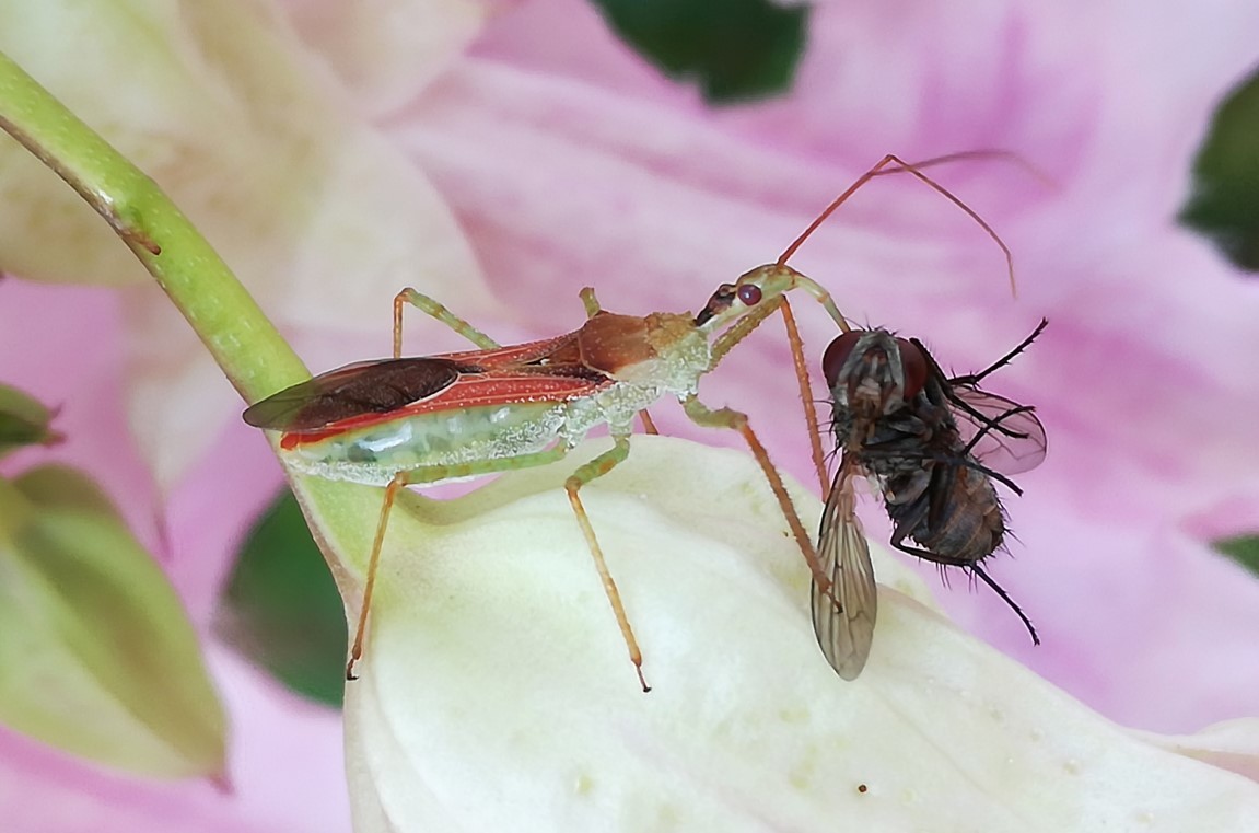Una 'chinche asesina'  devora a un insecto.