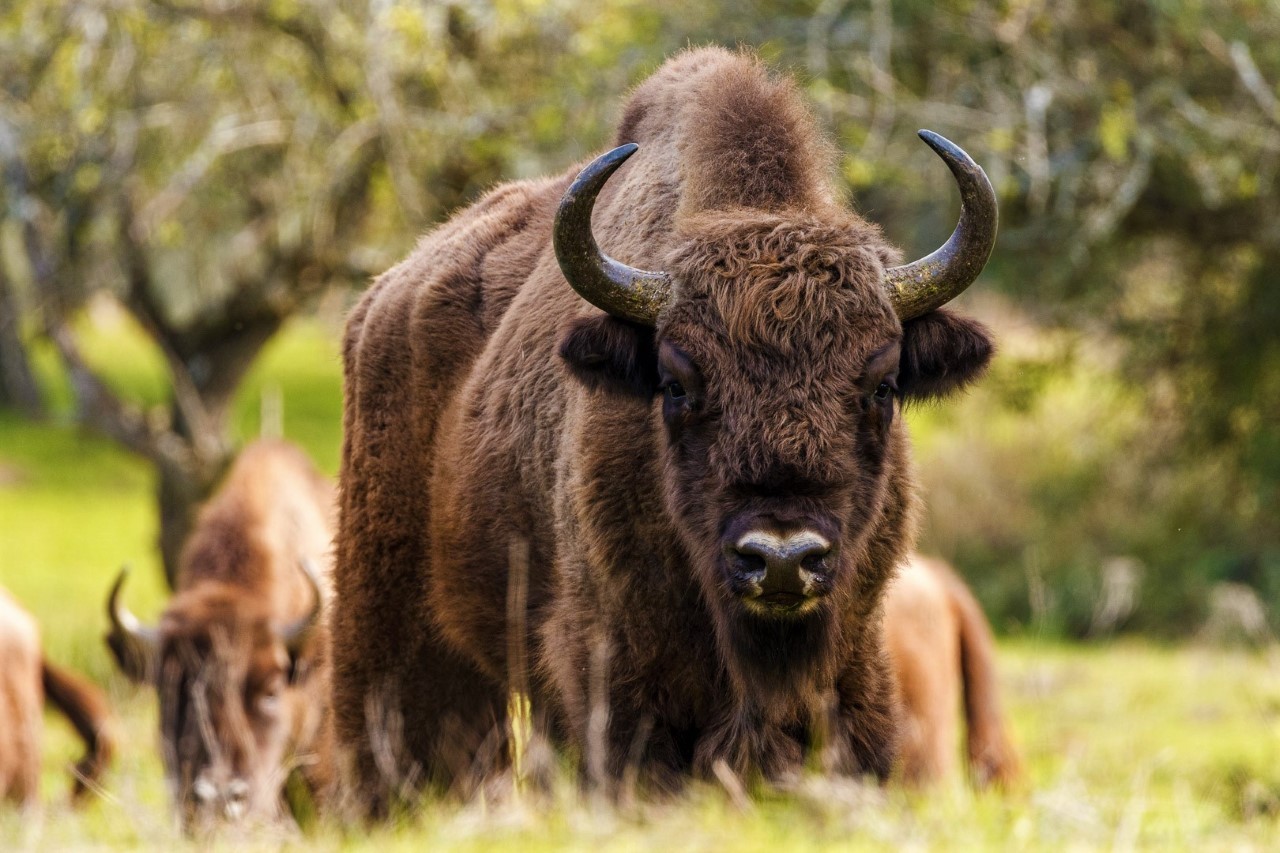 Un bisonte europeo macho