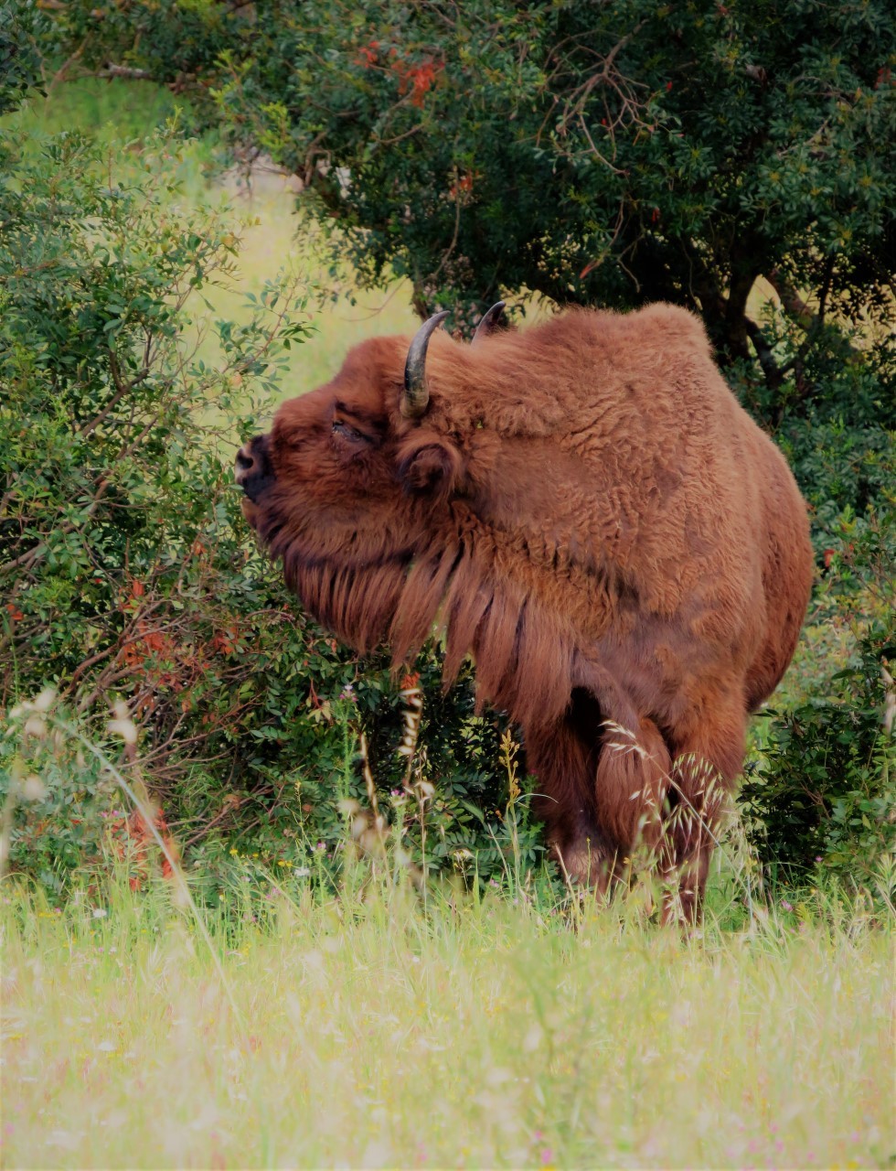 Un bisonte comiendo Pistacia Lentiscus