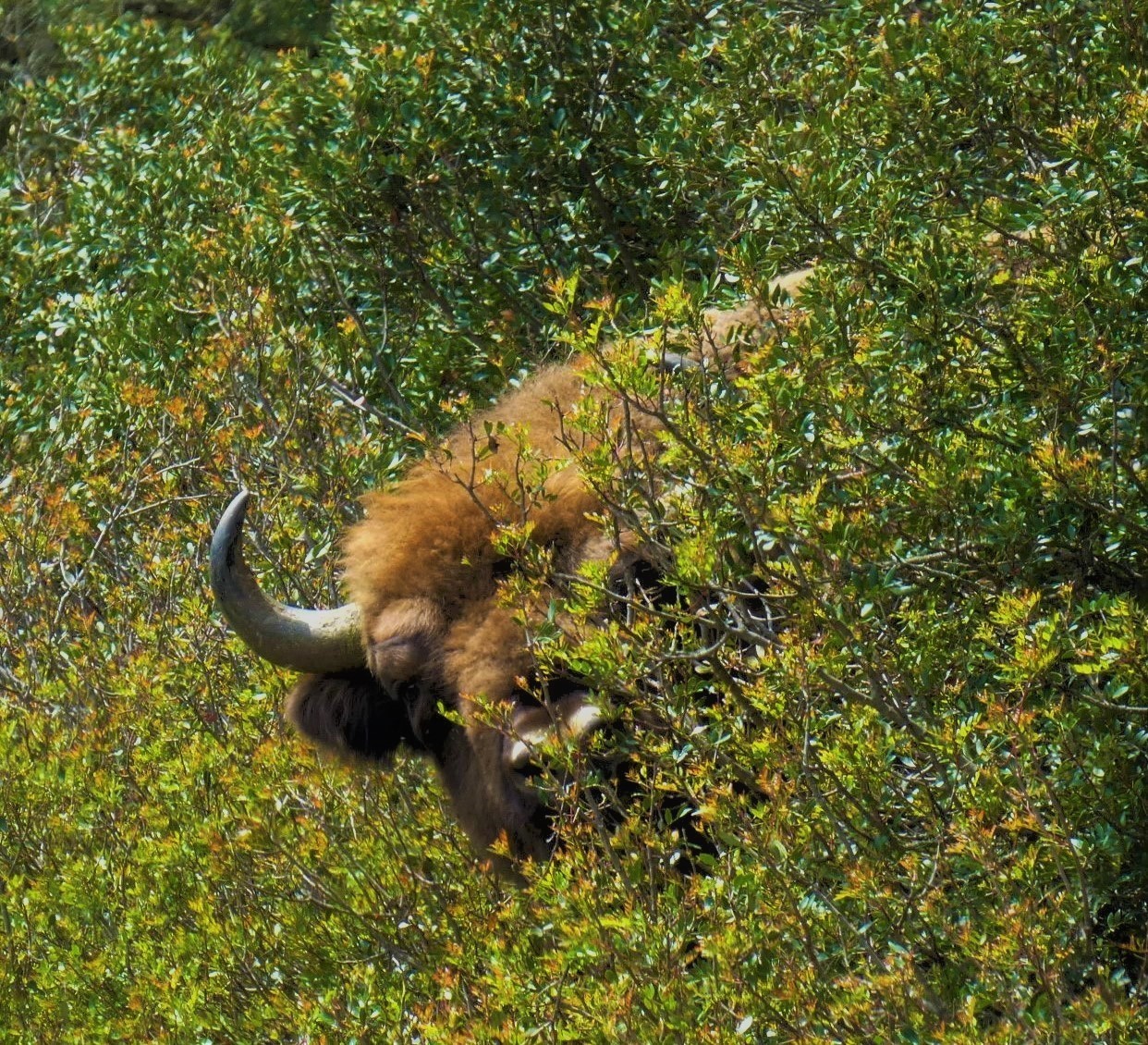 Un bisonte se asoma a través de la maleza