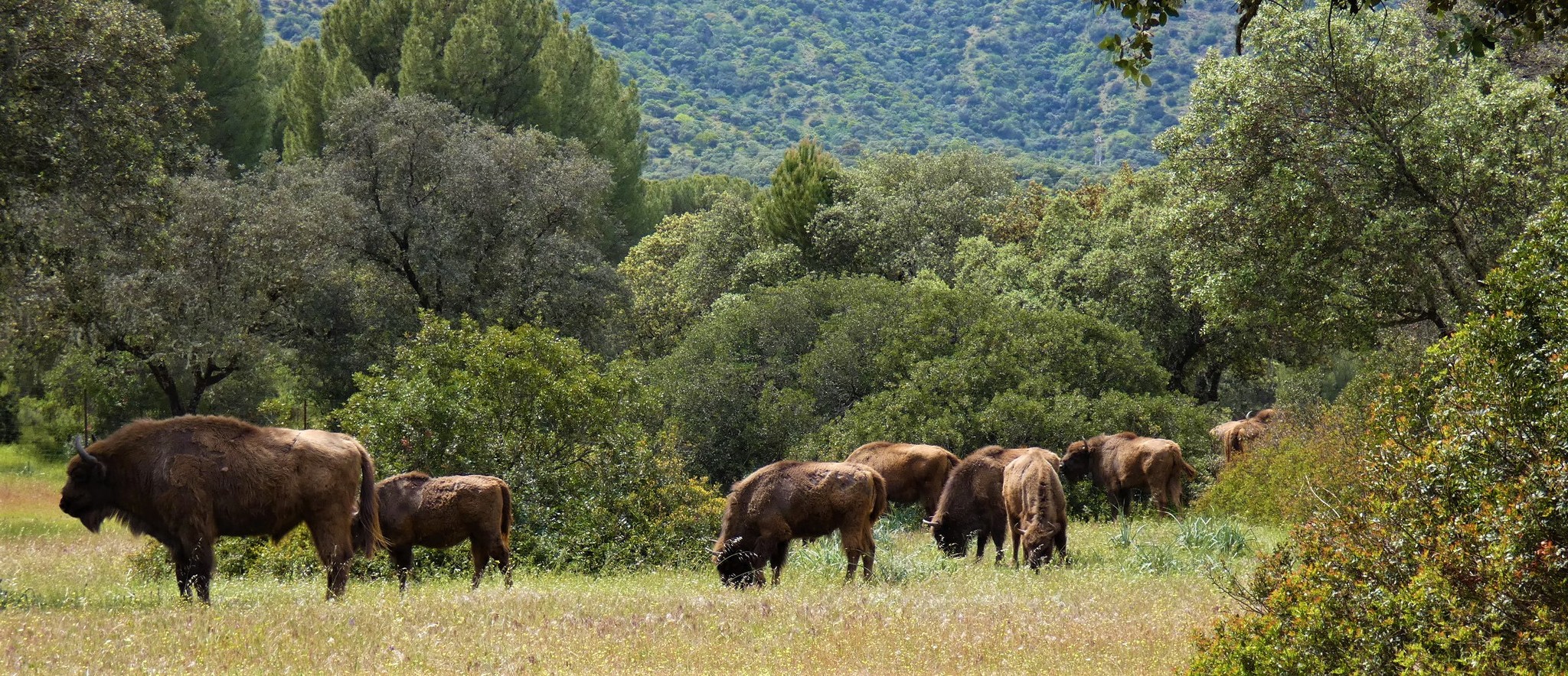 Una manada de bisontes europeos